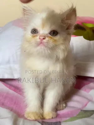 ১-৩ মাস বয়সী ফিমেল পিওরব্রেড পার্সিয়ান