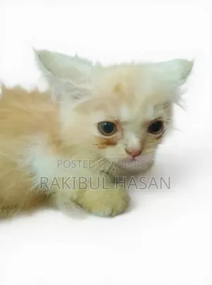 ১-৩ মাস বয়সী ফিমেল পিওরব্রেড পার্সিয়ান