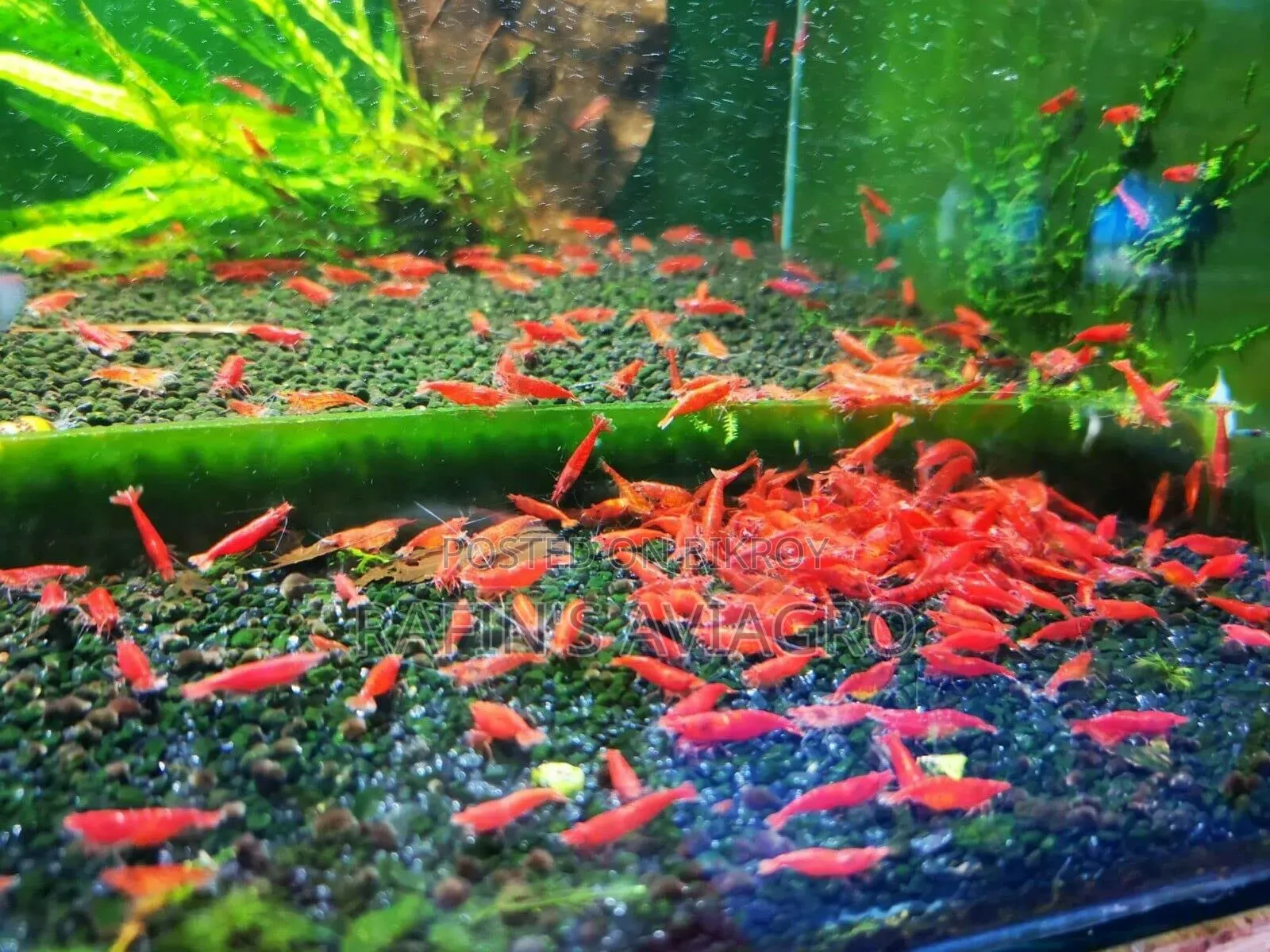 Red Shrimp Brood. (Buy 1 pair get 1 pair free offer)