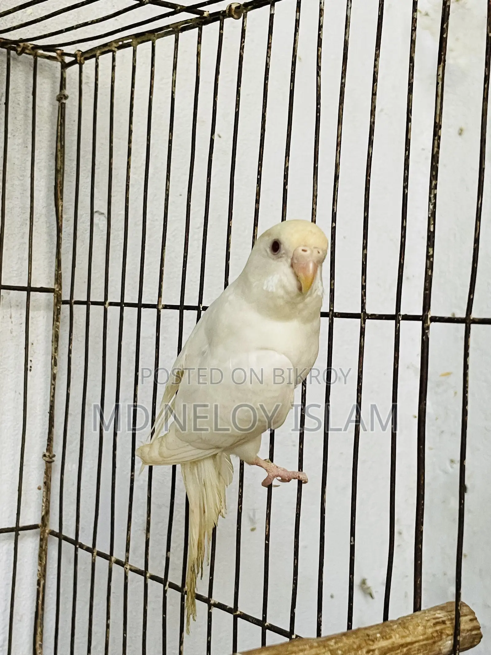 Albino Budgerigar Pair With a Baby