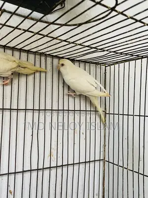 Albino Budgerigar Pair With a Baby