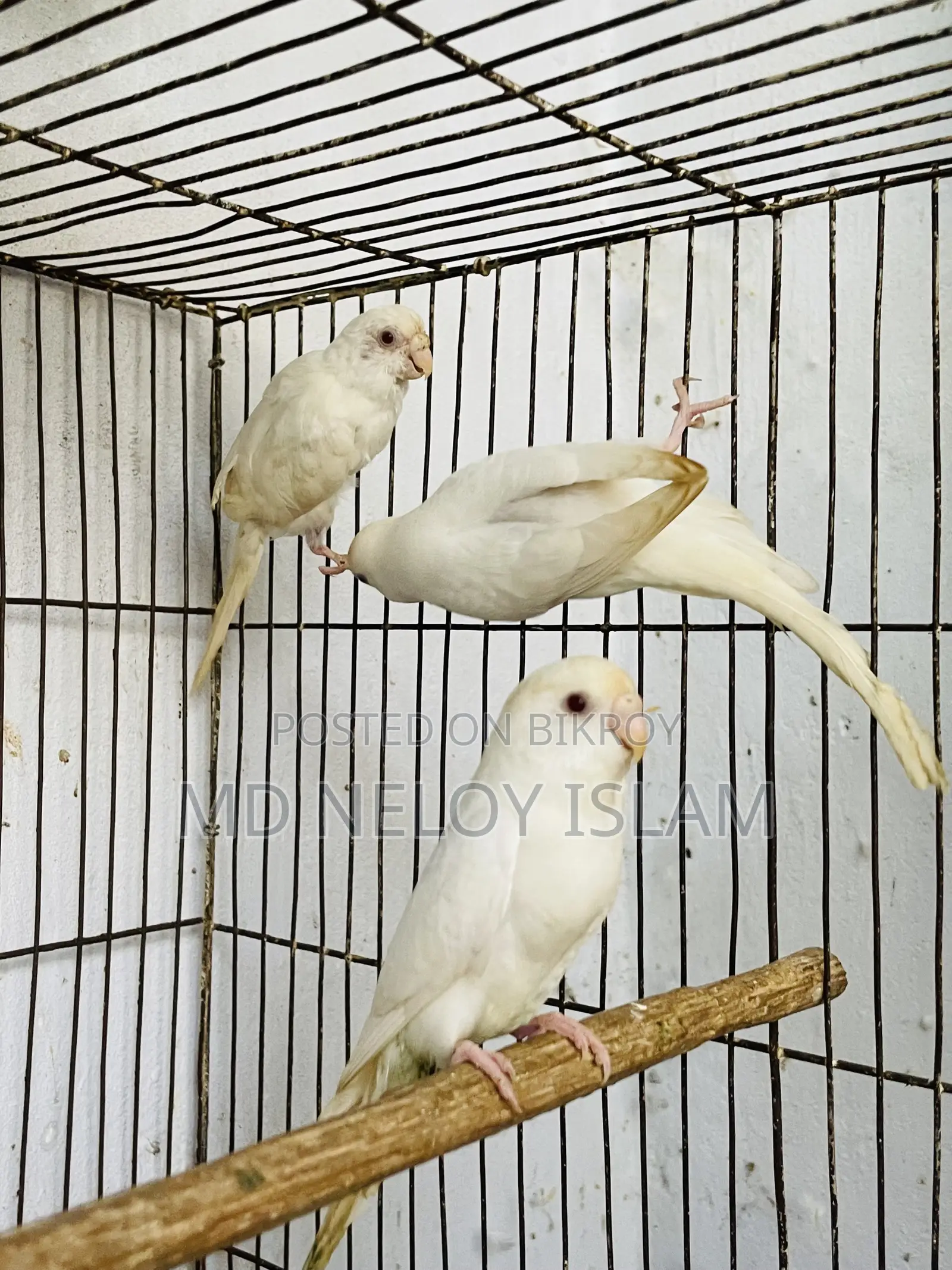 Albino Budgerigar Pair With a Baby