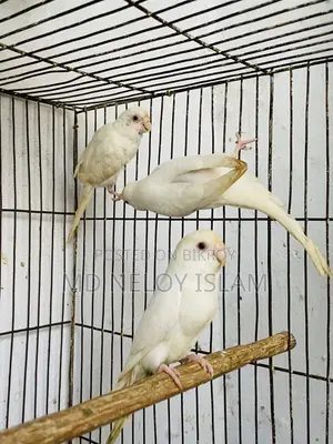 Albino Budgerigar Pair With a Baby