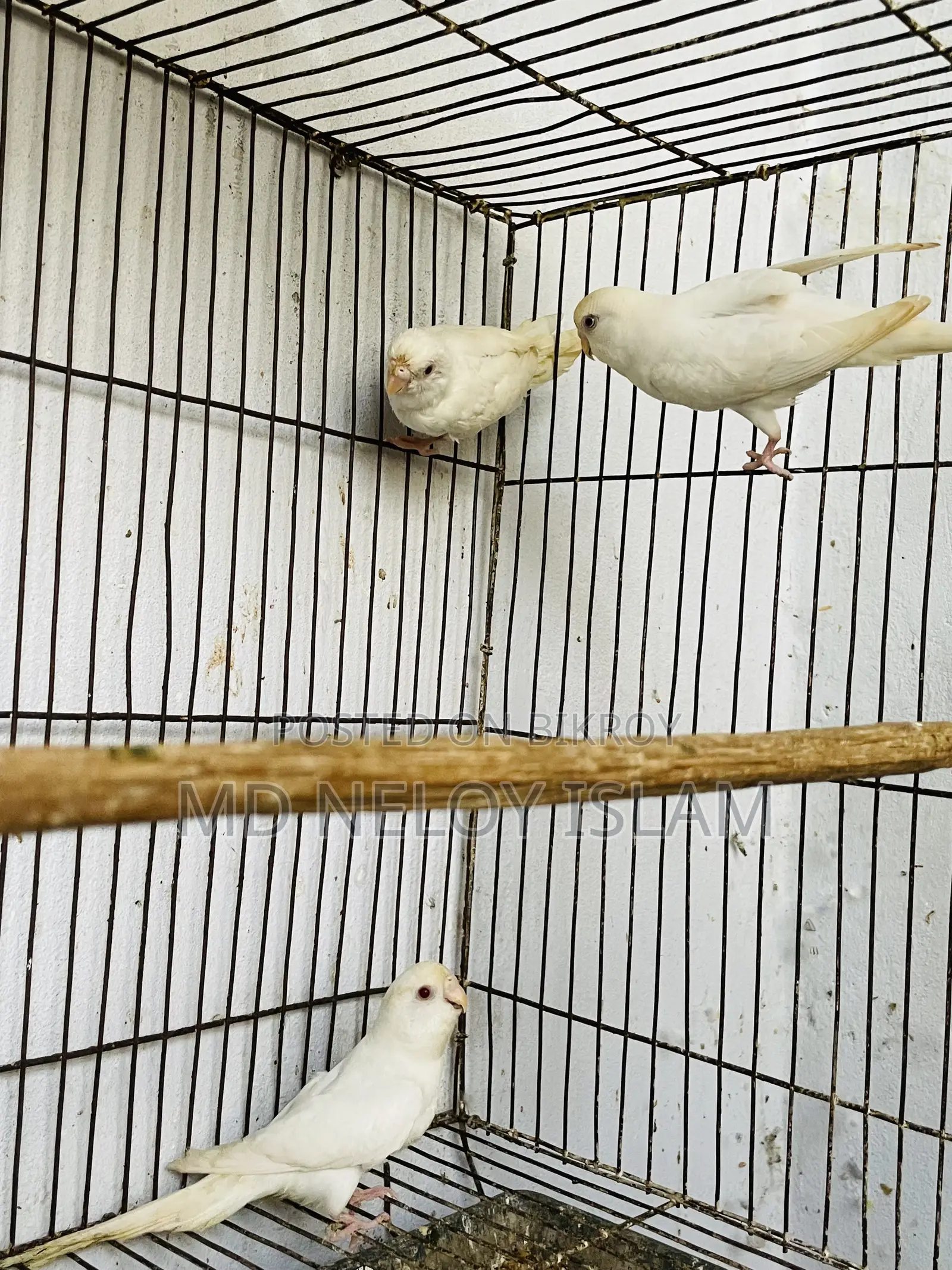 Albino Budgerigar Pair With a Baby