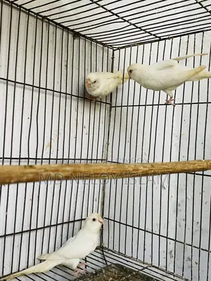 Albino Budgerigar Pair With a Baby