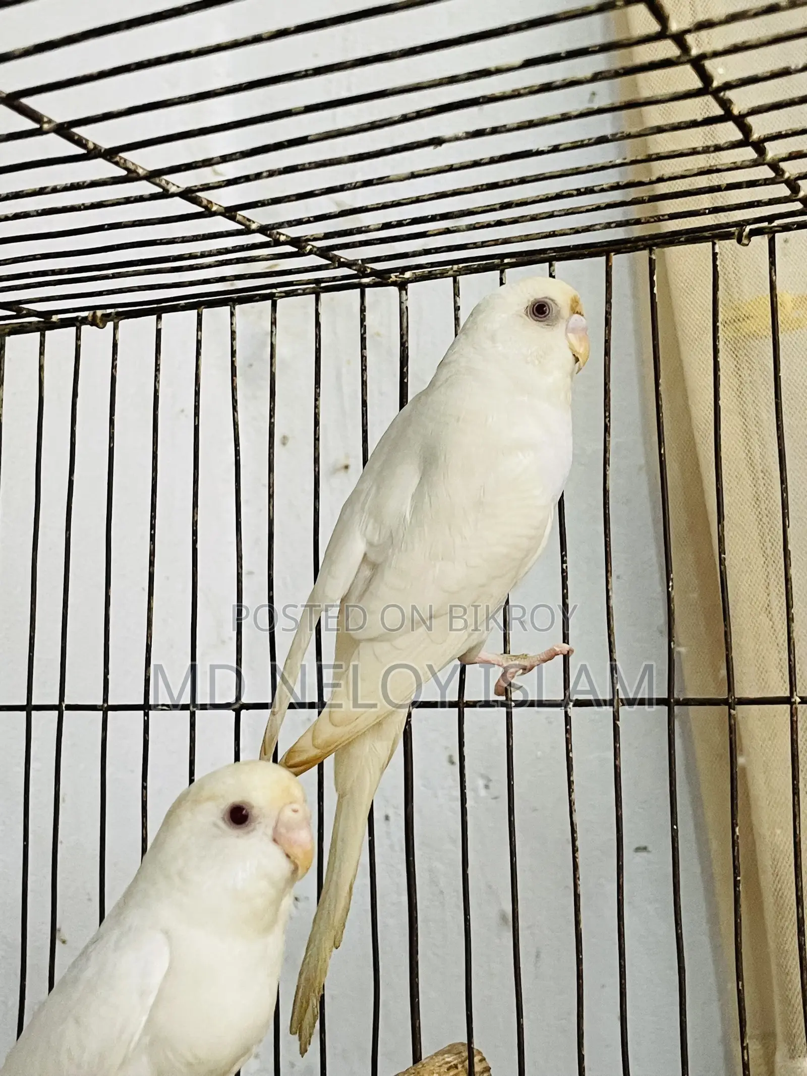 Albino Budgerigar Pair With a Baby