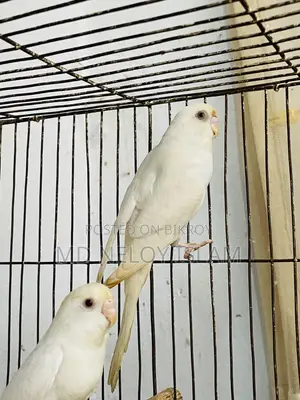 Albino Budgerigar Pair With a Baby