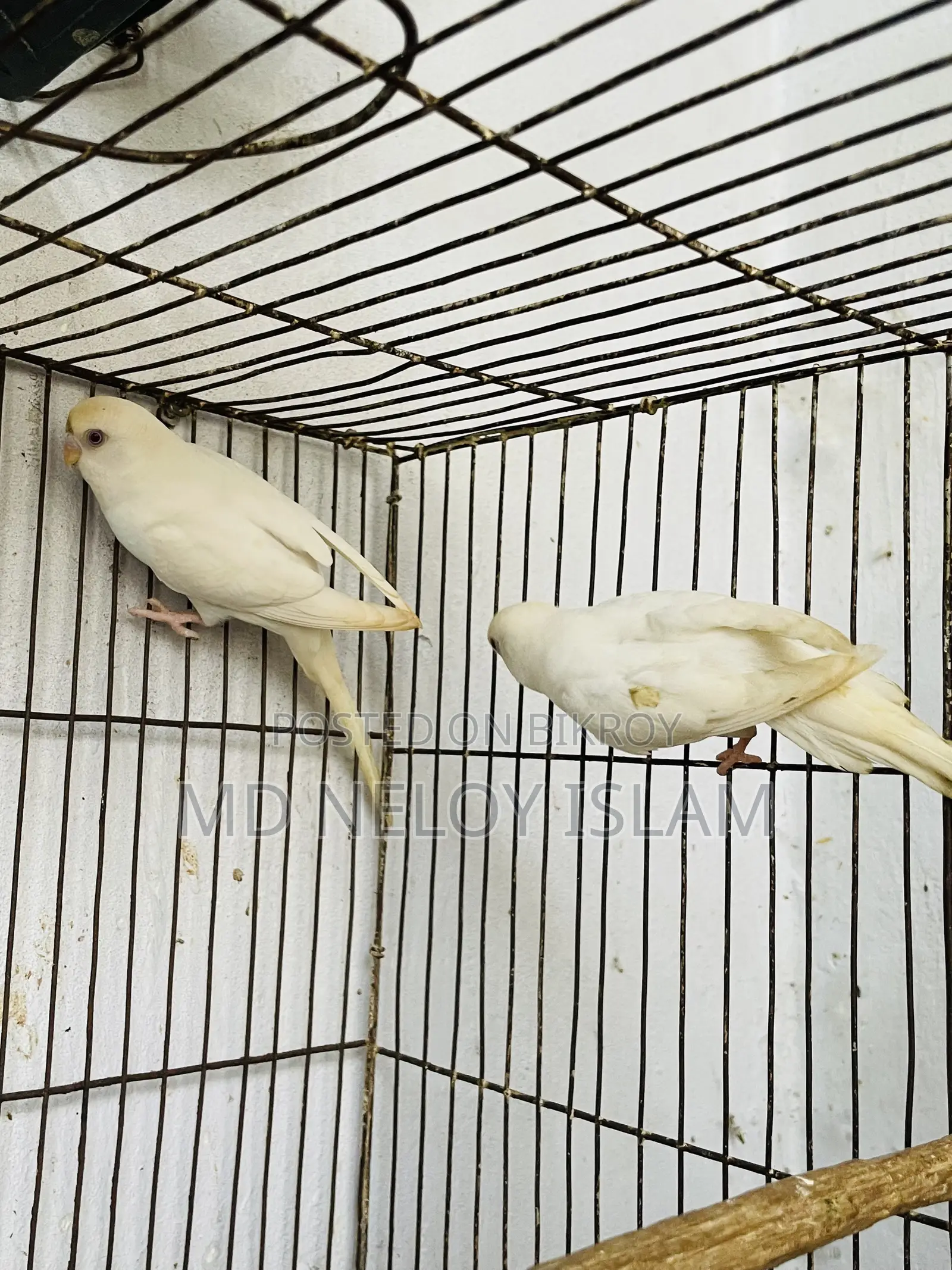Albino Budgerigar Pair With a Baby