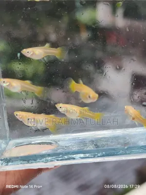 সেমি এডাল গোল্ড এর ফিমেল বিক্রি করা হবে।