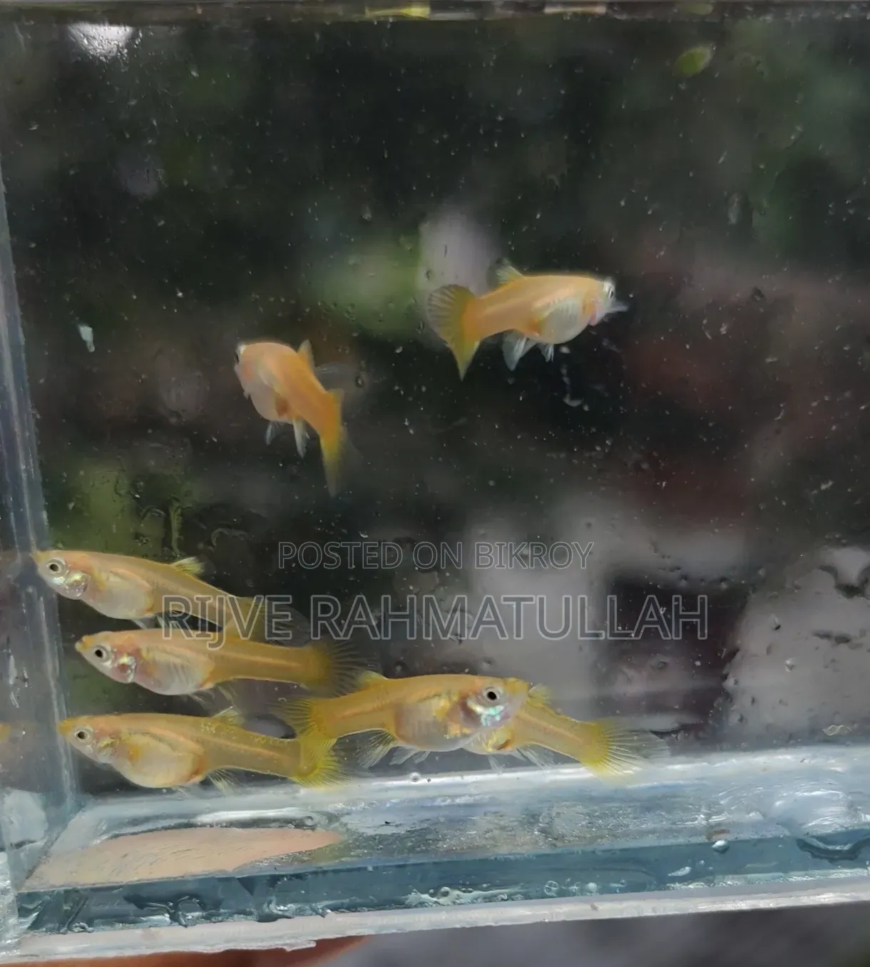 Semi-adult Gold female for sale.