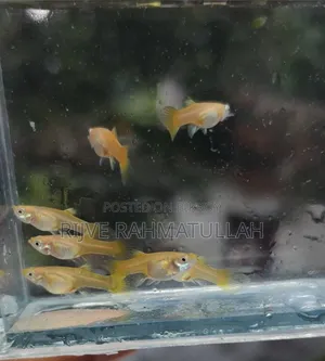Semi-adult Gold female for sale.