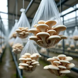 ঝিনুক মাশরুম
