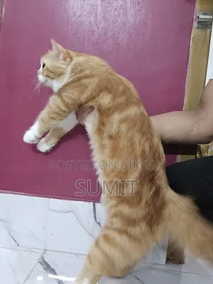 ১+ বছরের ফিমেলে পিউরব্রেড পার্সিয়ান