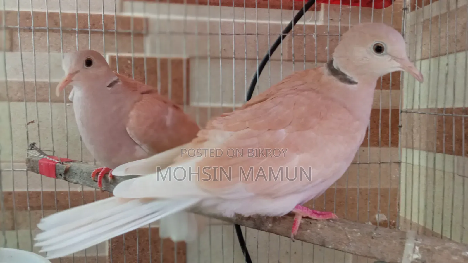 রানিং ঘুঘু পাখি বিক্রয়
