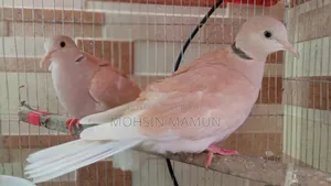 রানিং ঘুঘু পাখি বিক্রয়