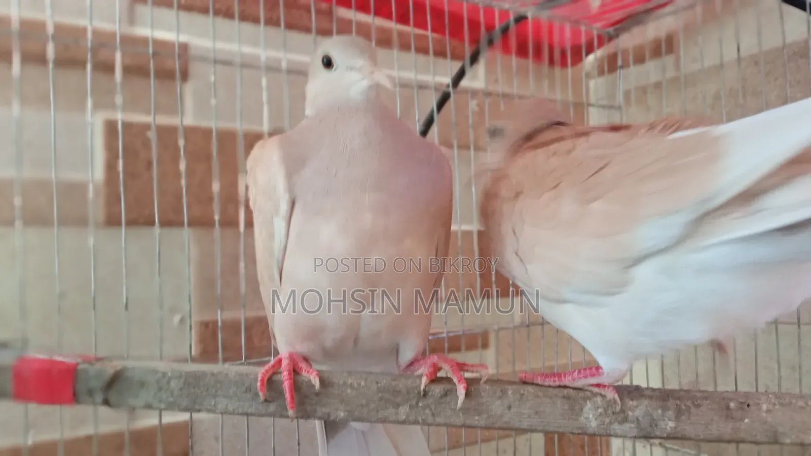 রানিং ঘুঘু পাখি বিক্রয়