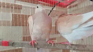 রানিং ঘুঘু পাখি বিক্রয়