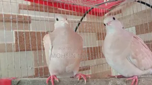 রানিং ঘুঘু পাখি বিক্রয়