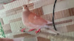 রানিং ঘুঘু পাখি বিক্রয়