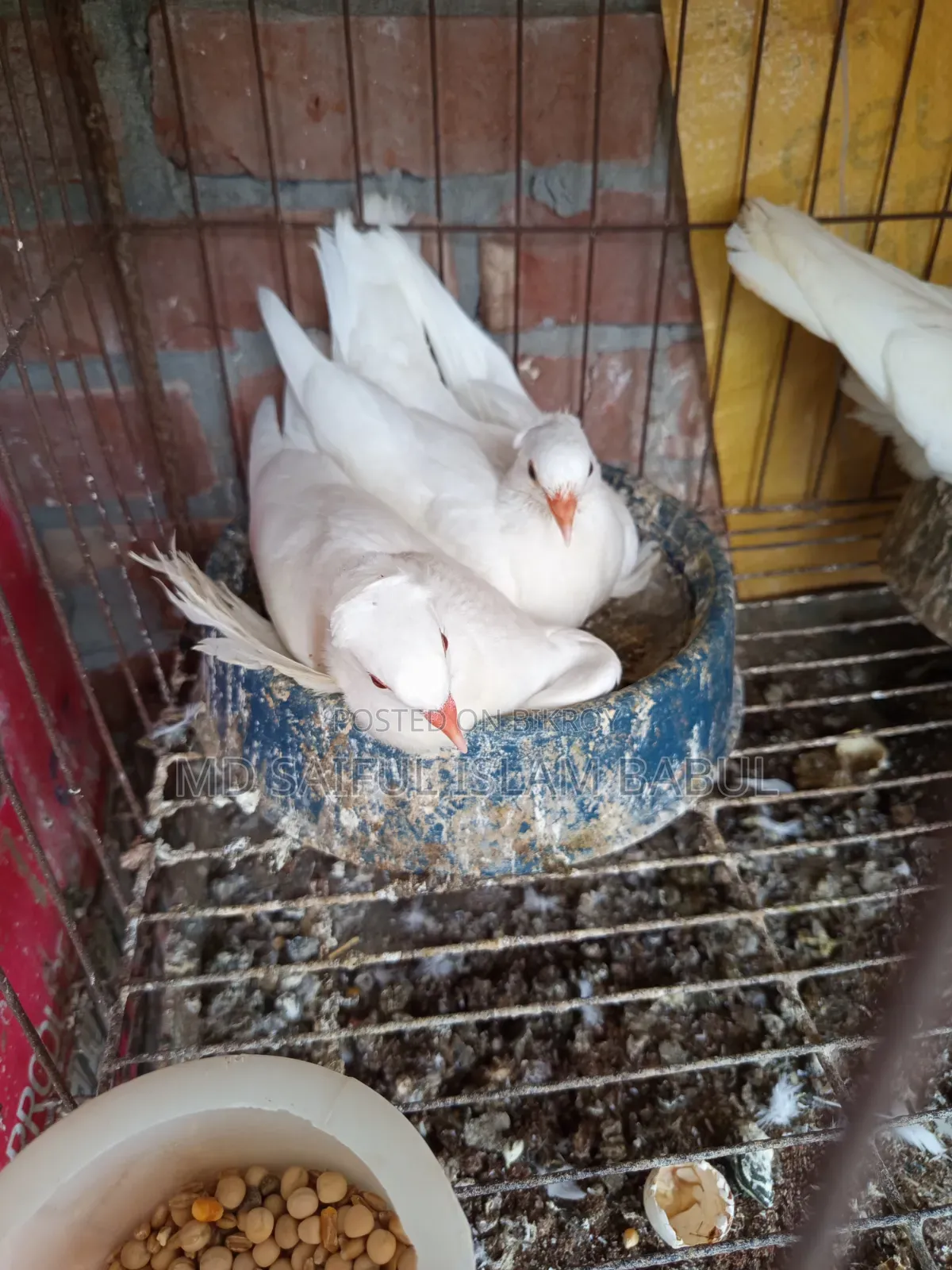 Good quality Lotan pigeon chicks for sale