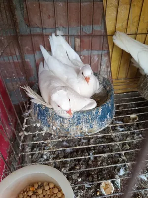 Good quality Lotan pigeon chicks for sale