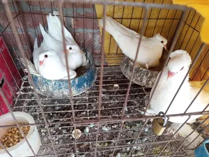 Good quality Lotan pigeon chicks for sale