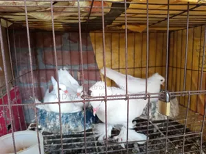 Good quality Lotan pigeon chicks for sale