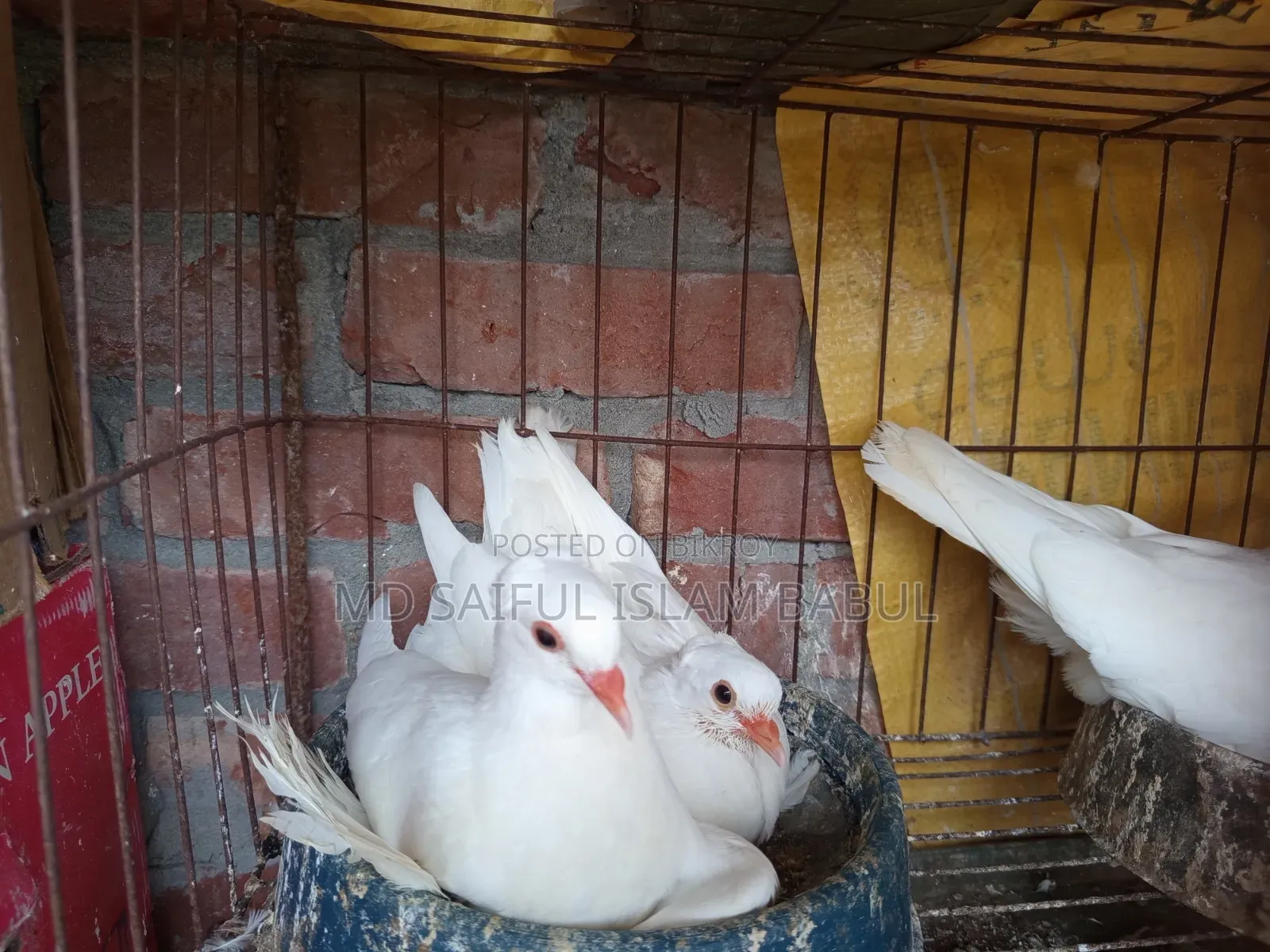 Good quality Lotan pigeon chicks for sale