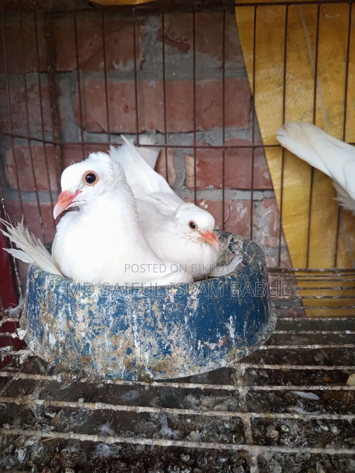Good quality Lotan pigeon chicks for sale