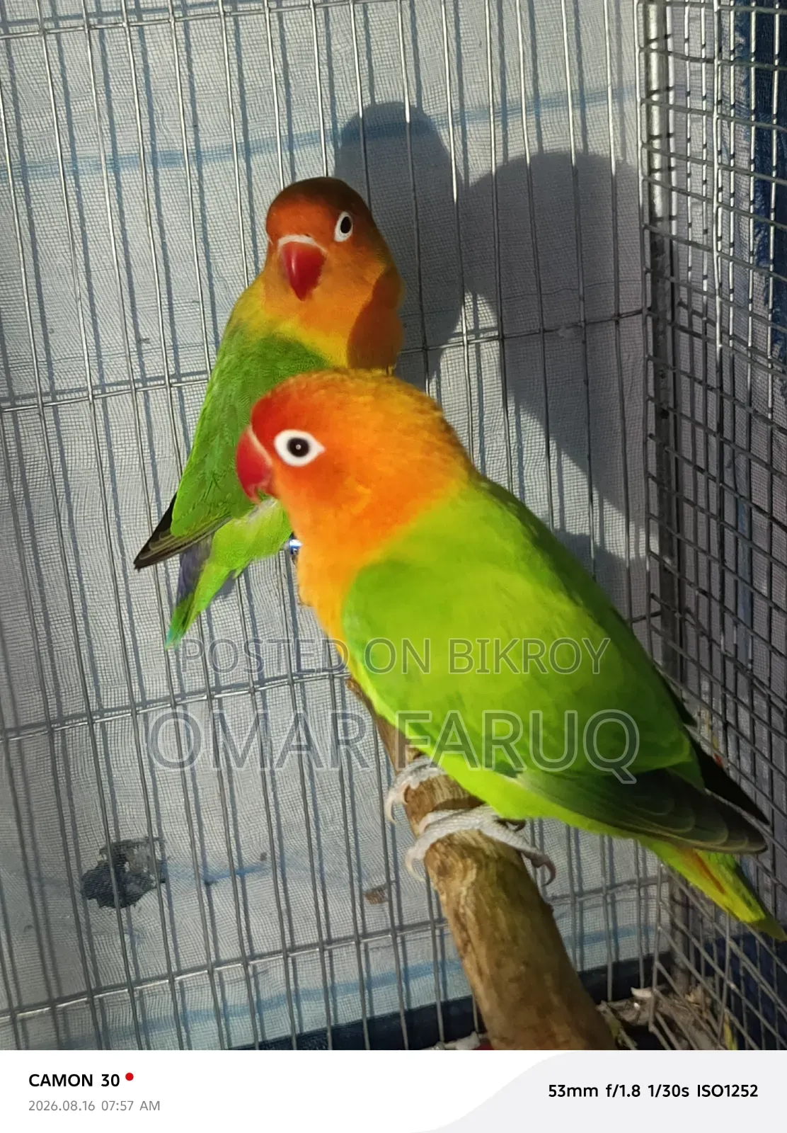 Fischer Lovebird