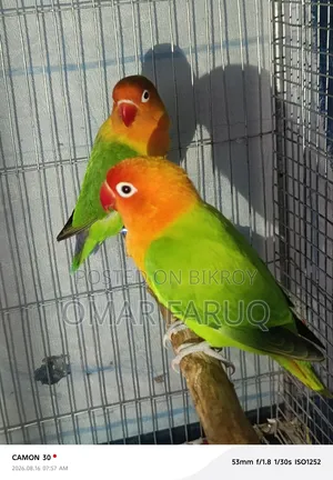 Fischer Lovebird
