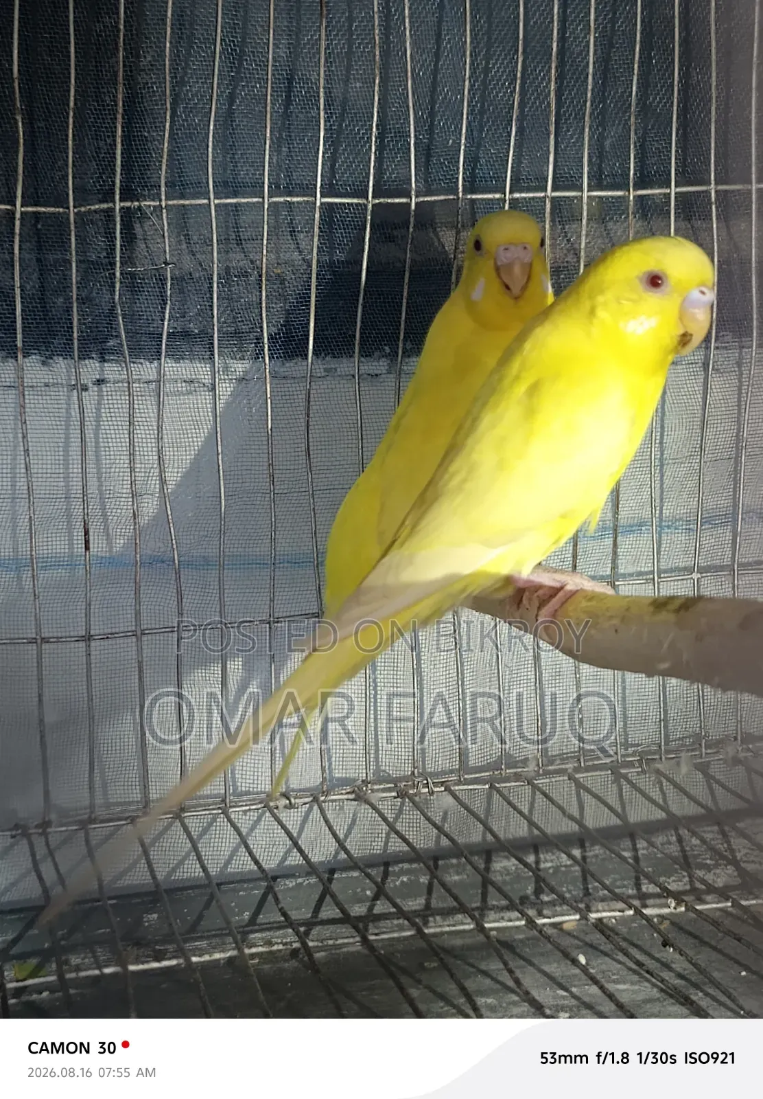 Lutino Budgerigar