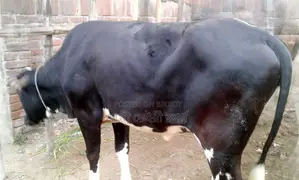 Buy good breed calf no. 1541.