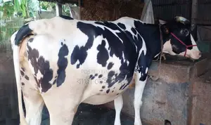 Friesian Cow No. 1542 for Sale
