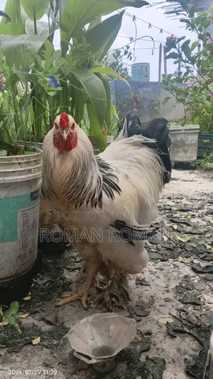 অরজিনাল ব্রাহামা মুরগি ১ জোরা