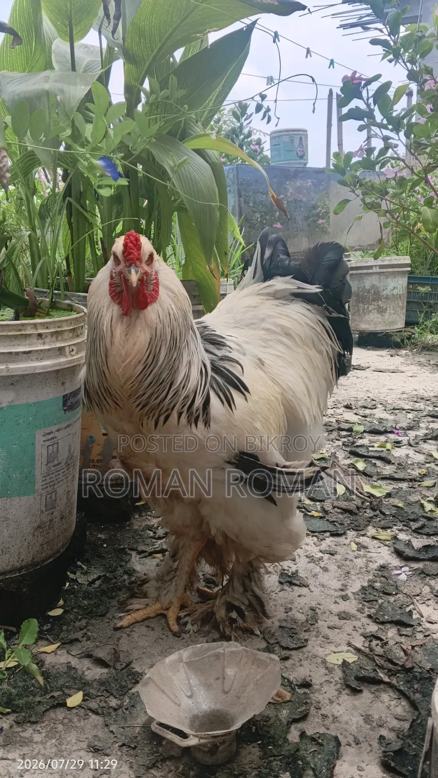 অরজিনাল ব্রাহামা মুরগি ১ জোরা