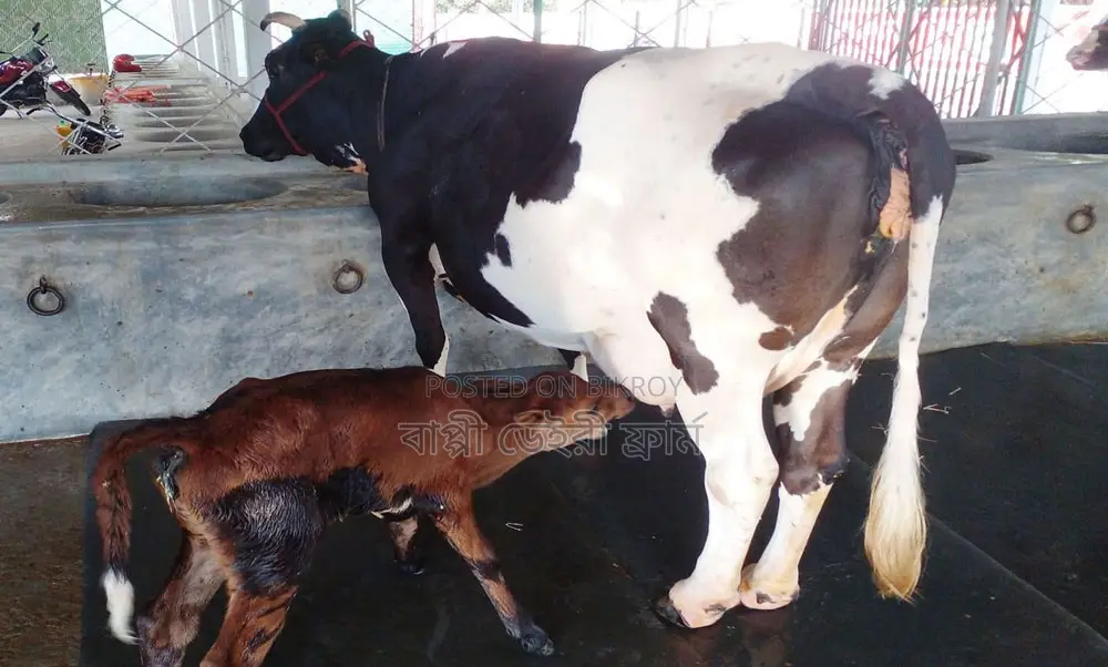 ১৫৪৩ নং উন্নত জাতের ১টি গাভী বিক্রয় হবে।