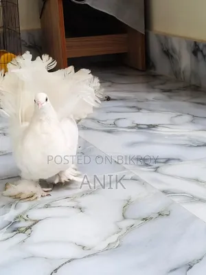 লক্ষা রানিং মাদি
