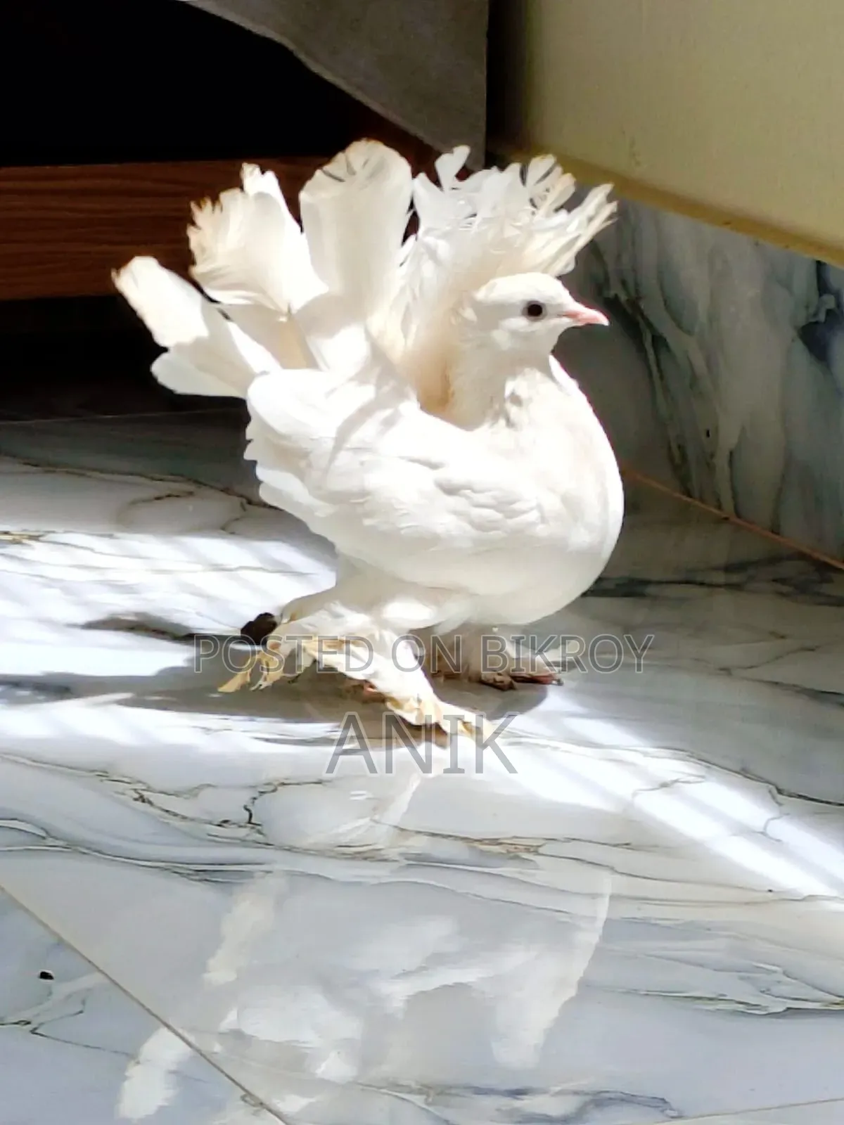 লক্ষা রানিং মাদি