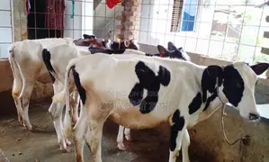 ১৫৪৪ নং উন্নত জাতের ৪ টি বকনা বাছুর বিক্রয় হবে।