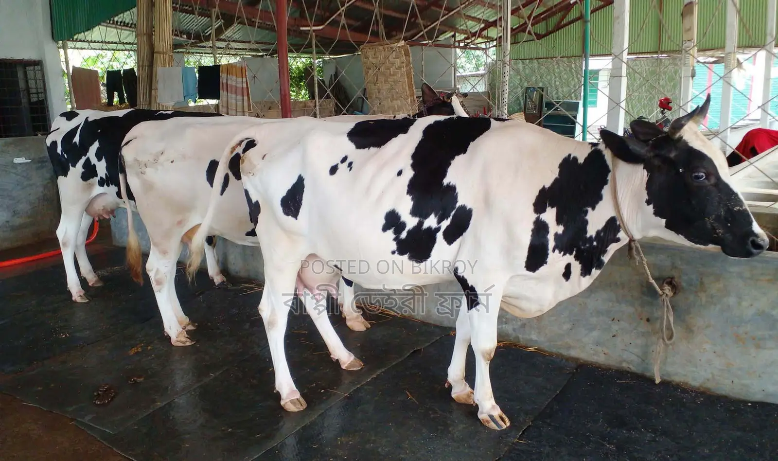 Selected 3 Dairy Cows for Sale, Number 1545.