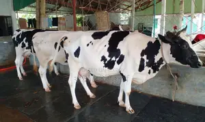 Selected 3 Dairy Cows for Sale, Number 1545.