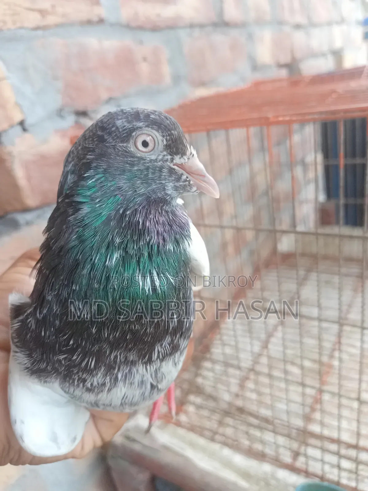 Good Quality Golden Pigeon