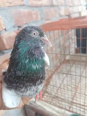 Good Quality Golden Pigeon