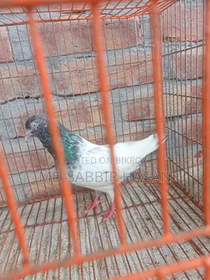 Good Quality Golden Pigeon
