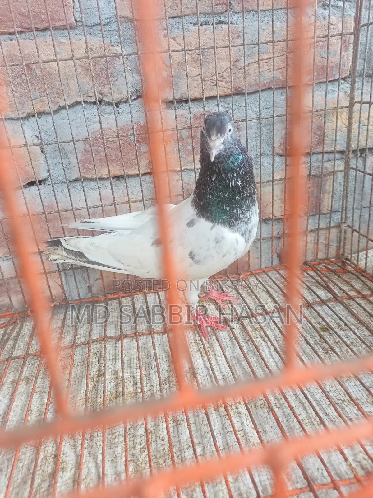 Good Quality Golden Pigeon