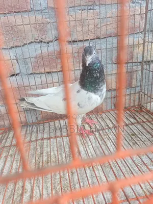 Good Quality Golden Pigeon