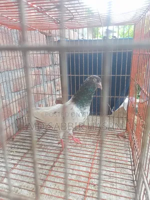 Good Quality Golden Pigeon