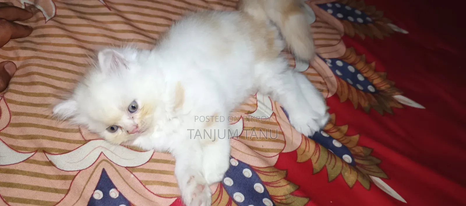 1-3 Months Female Purebred Persian