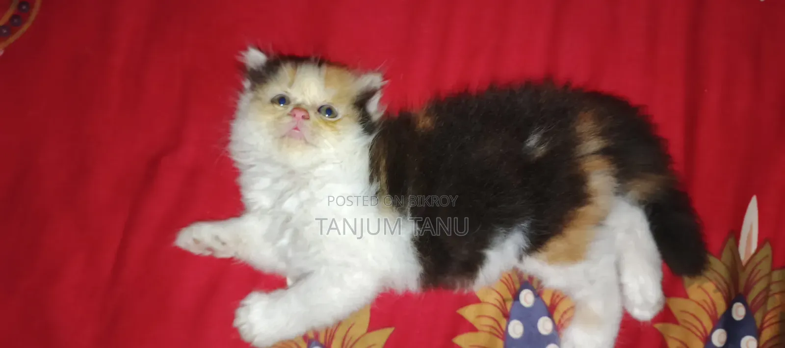 1-3 Months Female Purebred Persian